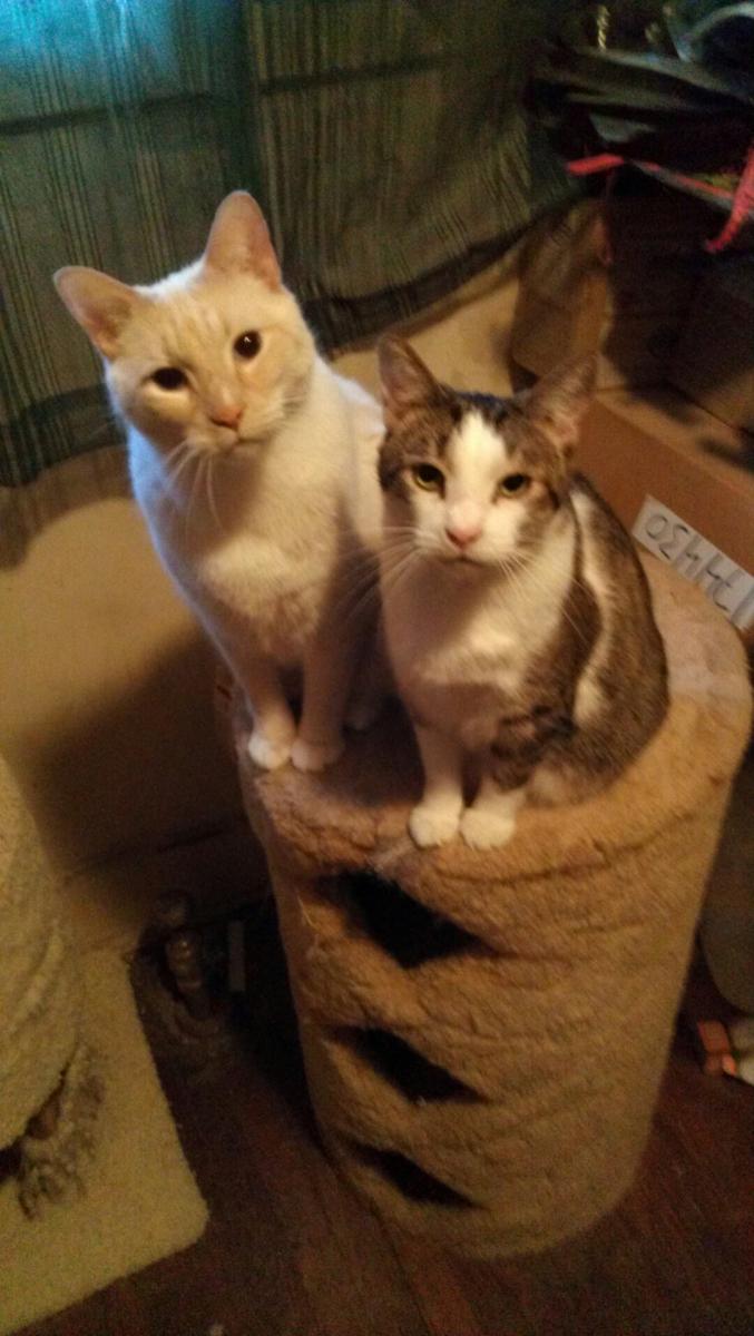 large.1215.jpeg.0ce6c9901603883f4803cd6f