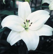 large.BDI_lg.jpg.5930ec2f19ef7482162e1bd