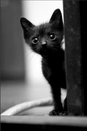 large.We_Love_Cats_092415.jpg.8f5fed034f