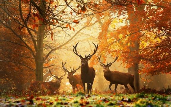 large.forest-king-and-brothers_092315.jp