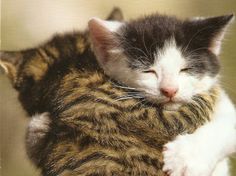 56e5c3ba86f9a_Huggingkittens031316.jpg