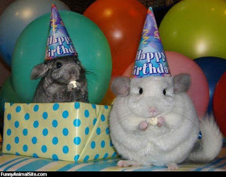 Funny-animals-happy-birthday-pictures-1.jpg