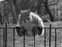 large.58982f39205f6_200x400px-LL-510c62f5_sitting-on-the-fence020617.jpeg