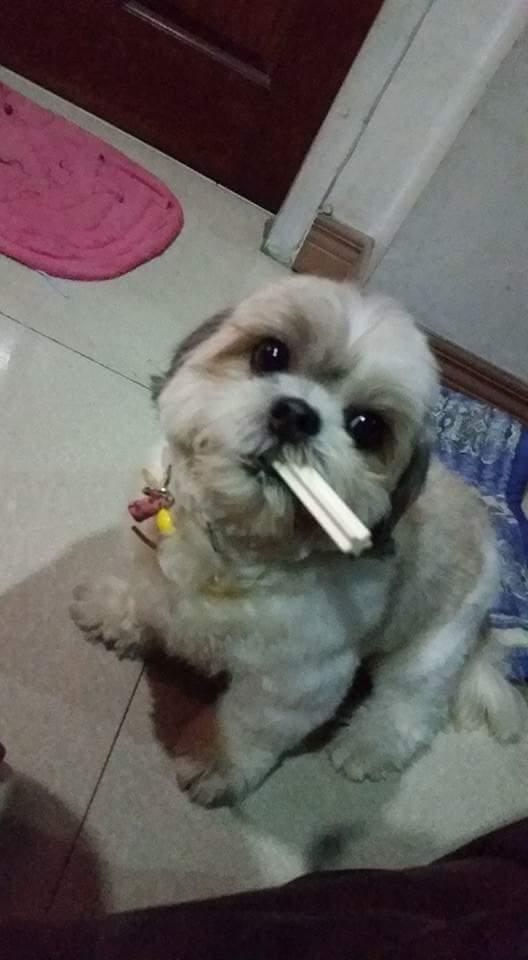 large.5a24346b4ffb1_animal-clinic-makati-naughty-nice-pet-photo-contest-5-Chiklet_ShihTzu120317.jpg