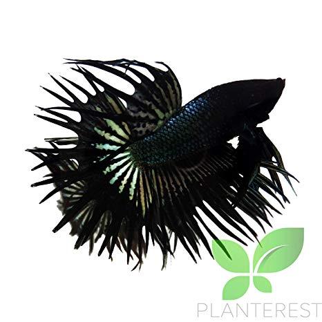large.514820559_BettaFish092218.jpg