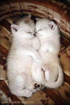 large.591340378_3d65abd1aeea69dfd4bf44b88e434cfa--white-kittens-baby-kittens063020.jpg