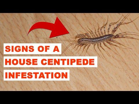 large.1923155239_HouseCentipede081720.jpg