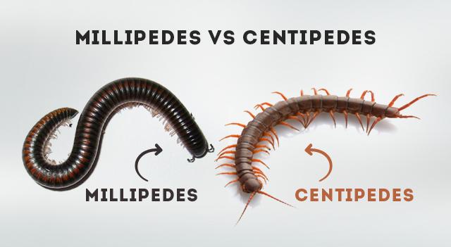 large.1986425025_millipedes-vs-centipedes-picture081720.jpg