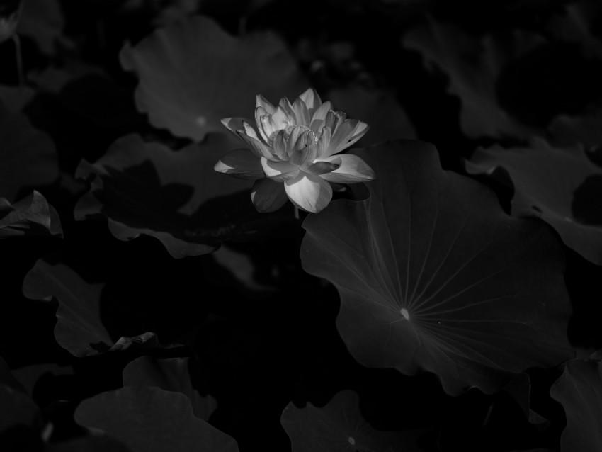 large.1666705143_lotus-water-lily-bw-flower-dark-11570134613pipbovask5053122.jpg